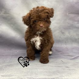 Poodle Puppies from Cuddles n Curls