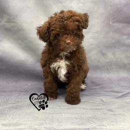 Poodle Puppies from Cuddles n Curls