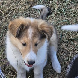 Collie Puppies from Mountain View Collies