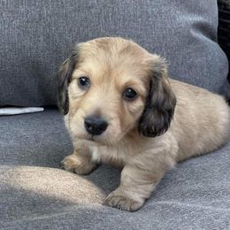 Dachshund Puppies from Ryan House Dachshunds
