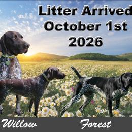 Boy 3 - Black male German Shorthaired Pointer puppy in Chetek, Wisconsin from Susan's German Shorthaired Pointers