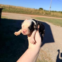 Girl 2 - Black tri-color female Australian Shepherd puppy in Cushing, Oklahoma from Little Pastures Australian Shepherds