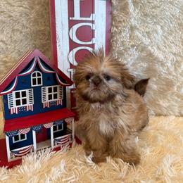 Sparrow - Red and tan male Shih Tzu puppy in Success, Missouri from Sweet Success
