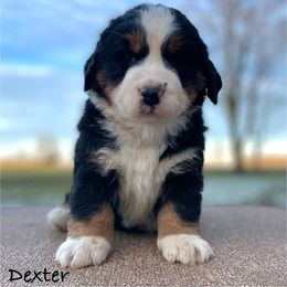 Dexter - Black rust and white Bernese Mountain Dog puppy in New Haven, Indiana from Milan Berners