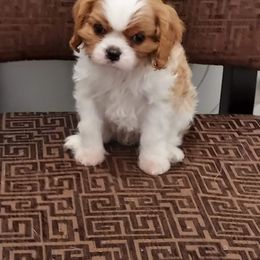 Cavalier King Charles Spaniel Puppies from Brookstone Farm