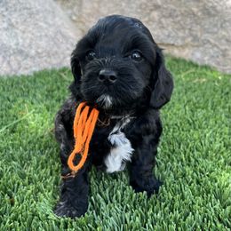 Girl 1 - Cockapoo puppy in Peoria, Arizona from Frosty Acres Cockapoos and Doodles