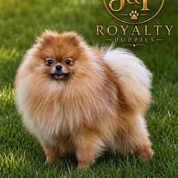 Papi - Pomeranian