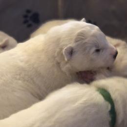 Samoyed Puppies from Morning Star Samoyeds