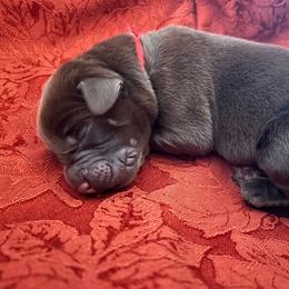 Red Collar aka Cath - Chocolate male Labrador Retriever puppy in Alvin, Texas from Red Retrievers