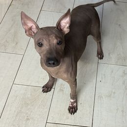 Krampus - Black and tan male American Hairless Terrier puppy in Cleveland, Texas from Poise Aussies & American Hairless Terriers