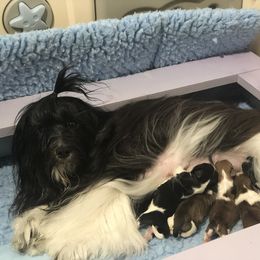 Havanese and Pug Puppies from Casa Blanca Pugs & Mardi Gras Havanese