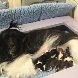Havanese and Pug Puppies from Casa Blanca Pugs & Mardi Gras Havanese