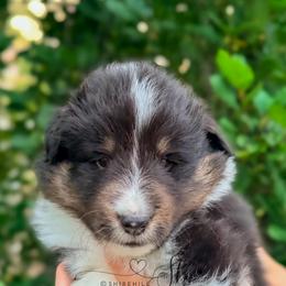 Scout - Black white and tan male Shetland Sheepdog puppy in Windsor, Colorado from Shirehill Shelties
