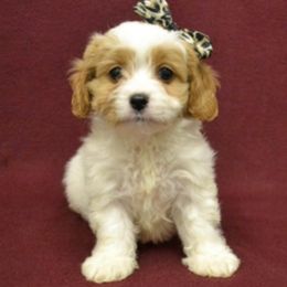 Cavapoo Puppies from Dallas Designer Dogs