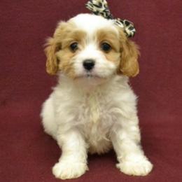 Cavapoo Puppies from Dallas Designer Dogs