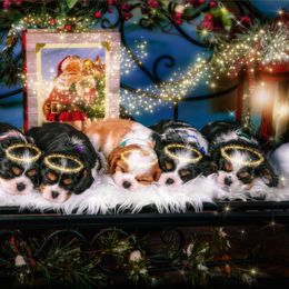 Cavalier King Charles Spaniel Puppies from Royalheart Cavalier King Charles