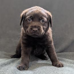 Mahogany - Chocolate female Labrador Retriever puppy in Lithonia, Georgia from Marmolejos Labs