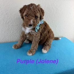 Jolene - Pink.Purple Collar - Red female Double Doodle puppy in Rowlett, Texas from Parrish Precious Ones Texas