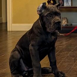 All Black Male - Black male Cane Corso puppy in California from Donato Kennels