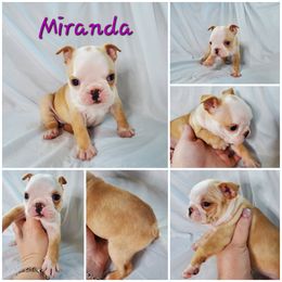 Boston Terrier and French Bulldog Puppies from Tiffany Pohl's Boston Terriers & French Bulldogs