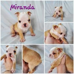Boston Terrier and French Bulldog Puppies from Tiffany Pohl's Boston Terriers & French Bulldogs