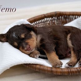Boy 1 - Red phantom male Aussiedoodle puppy in Manteca, California from Silva Ranch Doodles