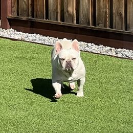 Stormi - White female French Bulldog puppy in San Leandro, California from City of Frenchies