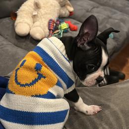 Boston Terrier Puppies from Bosties of Atlanta (BOA)