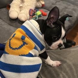 Boston Terrier Puppies from Bosties of Atlanta (BOA)