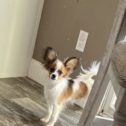 Papillon puppies from Champagne Posh Papillons