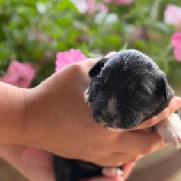 Girl 4 - Black tri-color female Australian Shepherd puppy in Hillsboro, Ohio from Sugar Grove Farms