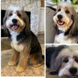 Ellie - Bernedoodle