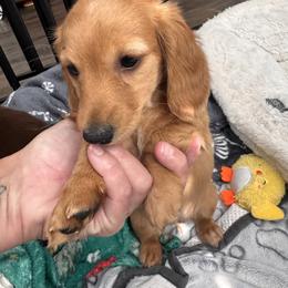Dachshund Puppies from Bigony Family Dachshund’s