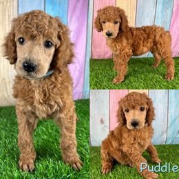 Puddle - Red  Poodle puppy in Swansboro, North Carolina from Monarch Standard Poodles