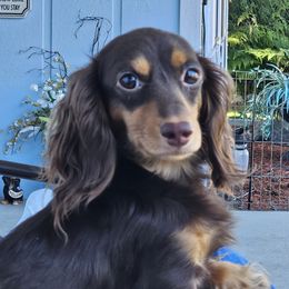 Peanut - Dachshund