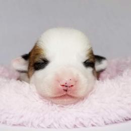 American Corgi and Pembroke Welsh Corgi Puppies from Whimsical Treasure Corgis