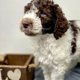 Aussiedoodles, Labradoodles, and Poodles from Montanas Beartooth Doodles