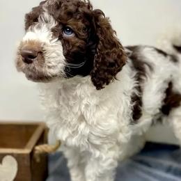 Aussiedoodles, Labradoodles, and Poodles from Montanas Beartooth Doodles