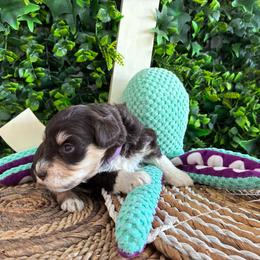 Zipporah - Liver female Miniature Schnauzer puppy in Hemet, California from Journee Home Mini Schnauzers