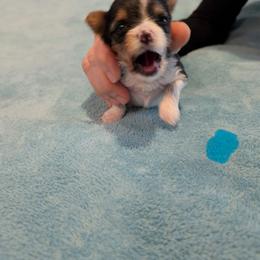 Biewer Terrier Puppies from Nest of Wellbeing’s Biewers