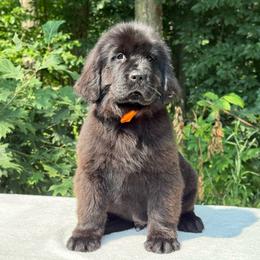 Mr Orange OFA - Black male Newfoundland puppy in Falmouth, Michigan from Dyer Lake Newfoundland’s