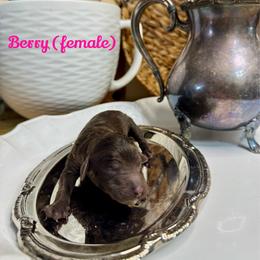 Berry - Chocolate female Labradoodle puppy in Candler, North Carolina from Maple Bakin’ Doodles