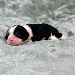 Max - Tri-color male Cavalier King Charles Spaniel puppy in Bedias, Texas from JSK Aussie and Cavaliers