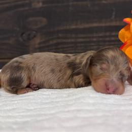Dolly - Dapple female Dachshund puppy in Dothan, Alabama from Little House Pups