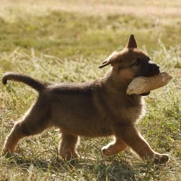 German Shepherd Puppies from Vom Haus Denfors K9
