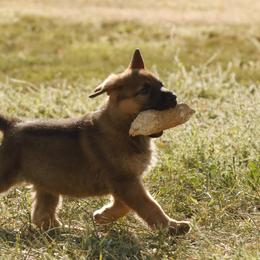 German Shepherd Puppies from Vom Haus Denfors K9