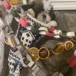 Shih Tzu Puppies from Tiny Bubbles Shih Tzus