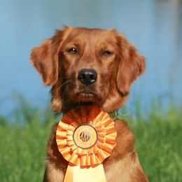 Randi - Golden Retriever