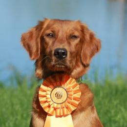 Randi - Golden Retriever