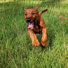 Irish Terrier Puppies from Detmore Kennels